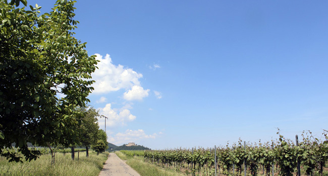 Wandern zwischen den  Weinbergen mit Blick auf Hambacher Schloß